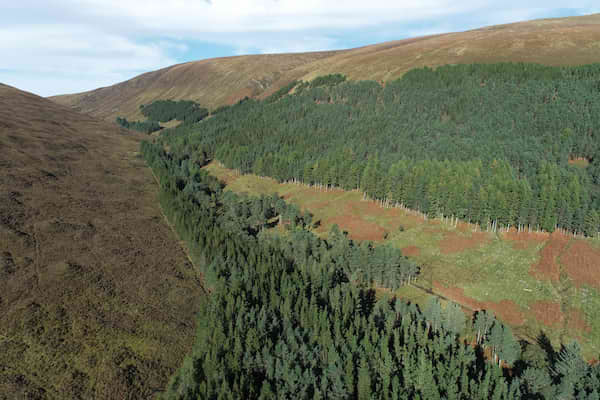 Woodland regeneration